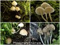 Phloeomana hiemalis-amf2252-1